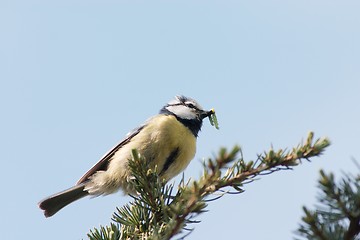 Image showing Blue tit with caterpillar