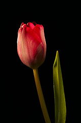 Image showing Isolated tulip