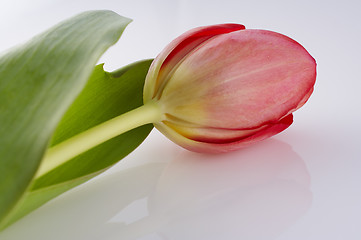 Image showing Tulip