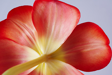 Image showing Tulip