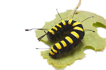 Image showing Caterpillar