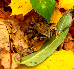 Image showing Colors of autumn