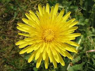 Image showing dandelion