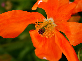 Image showing Orange flower