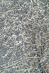 Image showing First Snow of Winter, Michigan, USA. The trees have tiny red berries (incredible detail, 14MP camera).