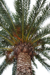 Image showing Palme tree