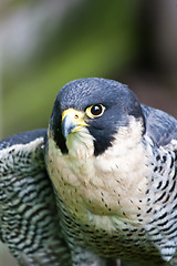 Image showing Falcon