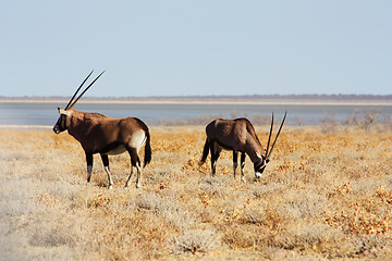 Image showing Couple of horns