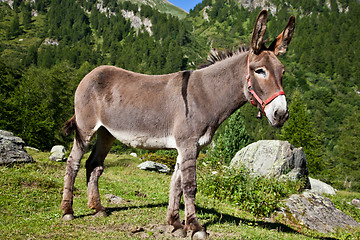 Image showing Donkey on Italian Alps