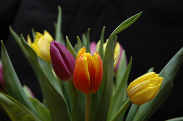 Image showing Tulips