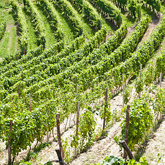 Image showing Italy - Piedmont region. Barbera vineyard