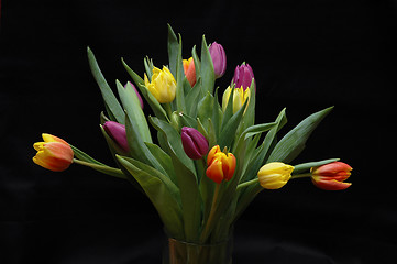 Image showing Tulips