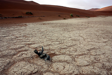 Image showing  desert