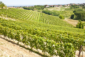 Image showing Italy - Piedmont region. Barbera vineyard