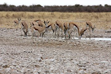 Image showing Group of Black Faced Impala