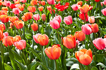 Image showing Spring tulips impregnated by the sun