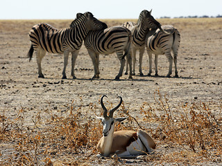 Image showing Zebras and Impala