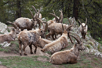 Image showing Capra Ibex - Italian Alps