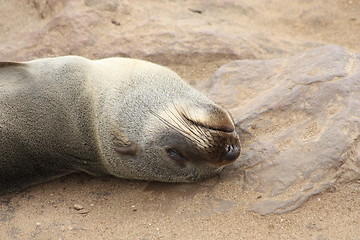 Image showing  seal