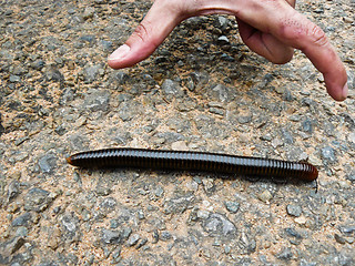 Image showing Giant Centipede