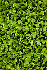 Image showing Green salad