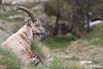 Image showing Capra Ibex - Italian Alps