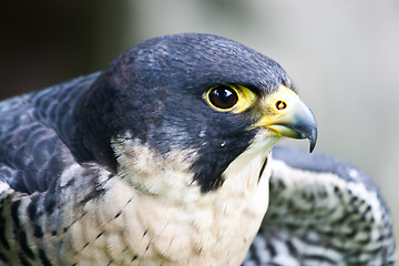 Image showing Falcon