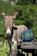 Image showing Donkey close up