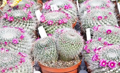 Image showing Cactus plant