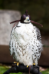 Image showing Gyr Falcon