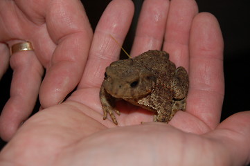 Image showing frog