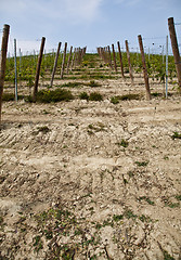 Image showing Barbera vineyard - Italy