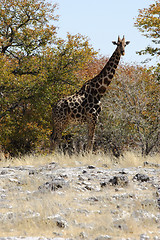 Image showing Giraffe