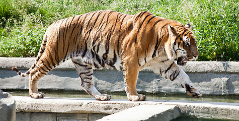 Image showing Walking tiger (Panthera Tigris)