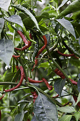 Image showing Red peppers