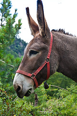 Image showing Donkey on Italian Alps