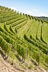 Image showing Vineyard in Italy