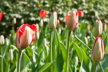 Image showing Spring tulips impregnated by the sun