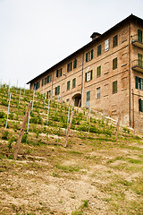 Image showing Italian vineyard - Monferrato