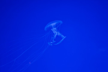 Image showing Jellyfish on blue