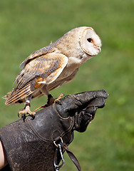 Image showing Barn Owl (Tyto Alba)