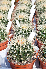 Image showing Cactus plant