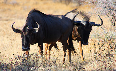 Image showing Gnus - ready for the battle