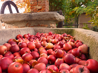 Image showing Red apples