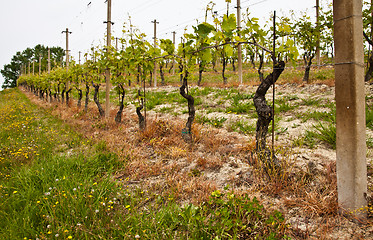 Image showing Barbera vineyard - Italy