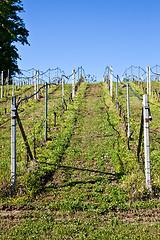 Image showing Vineyard irrigation system