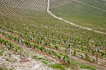 Image showing Barbera vineyard - Italy