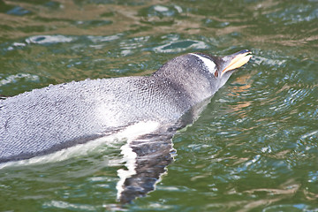 Image showing Gentoo Penguin