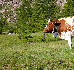 Image showing Cows and Italian Alps