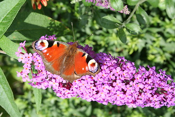 Image showing Butterfly sitting on buddleja